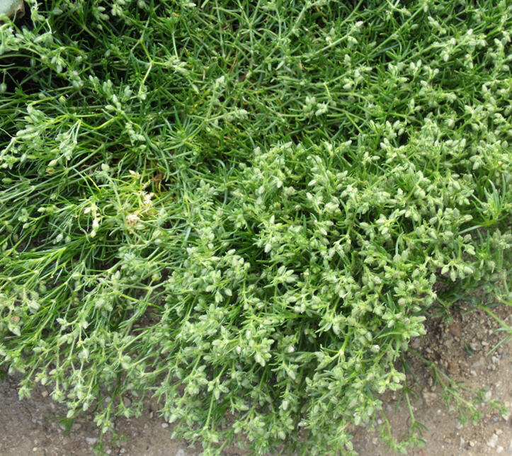 Determinazione 2 - Spergularia sp.